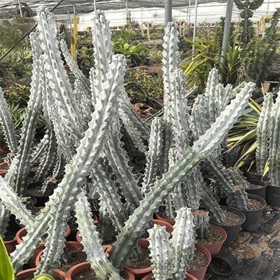 Stenocactus Beneckei