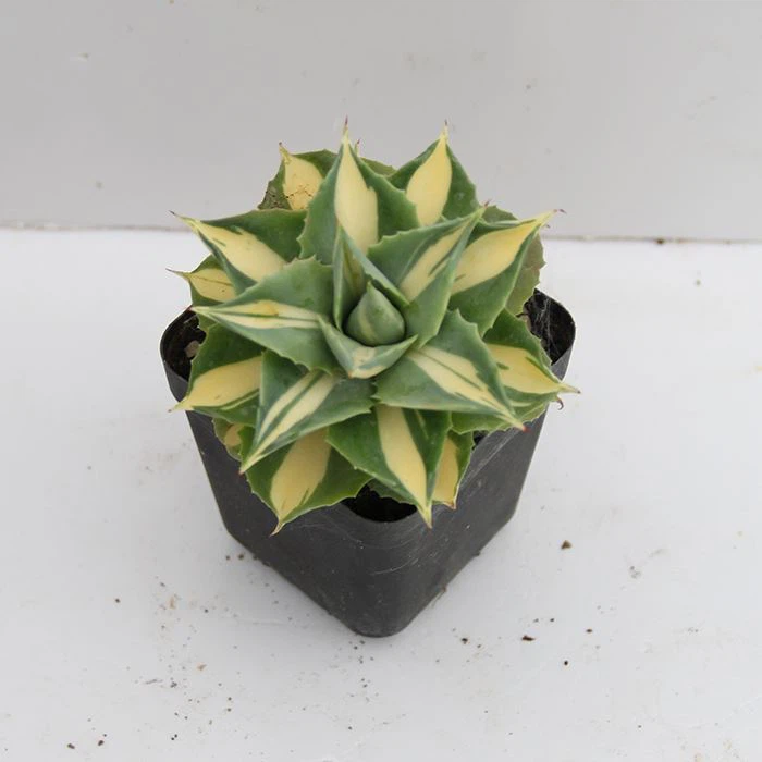 Agave Isthmensis Cv. Hoi Raiz