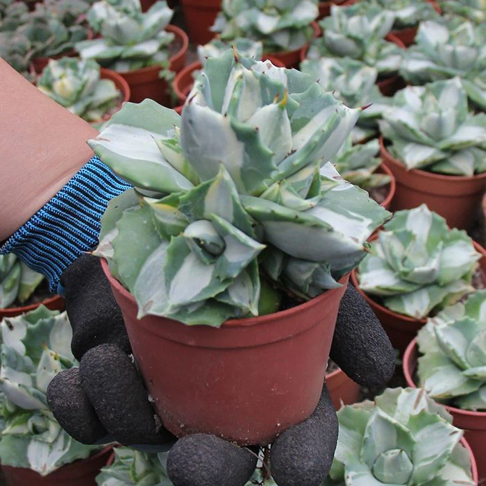 Agave Isthmensis Hoji Raijin