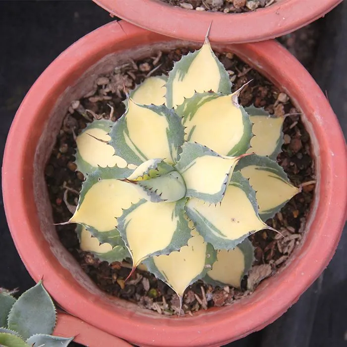 Agave Potatorum'Rum Runner'