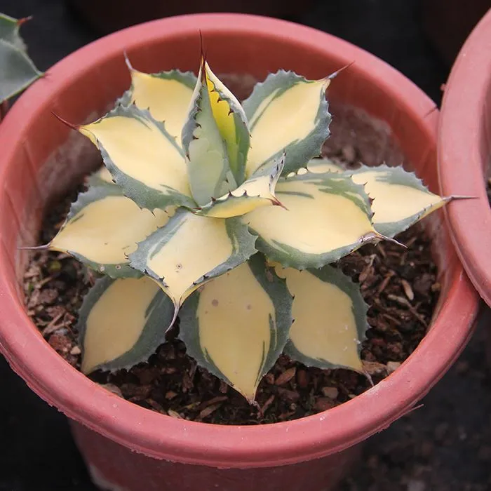 Agave Potatorum'Rum Runner'