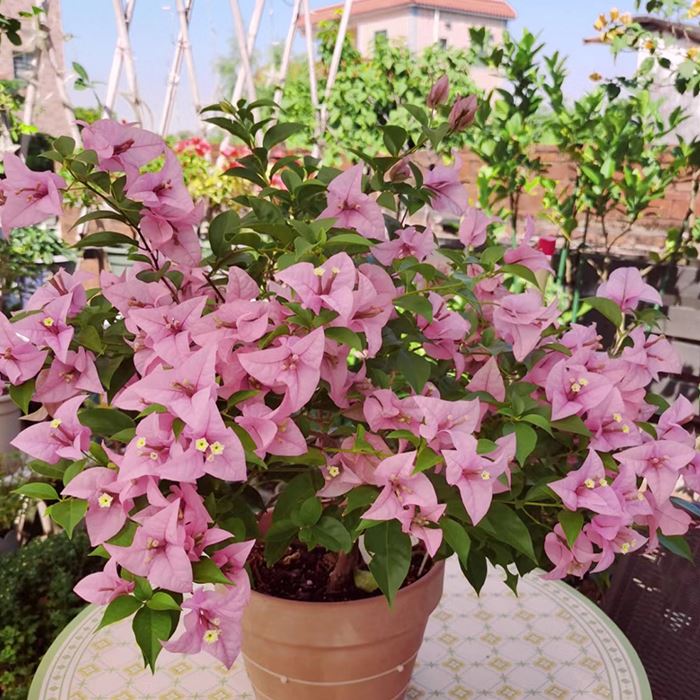 Bougainvillea 'Cypheri'