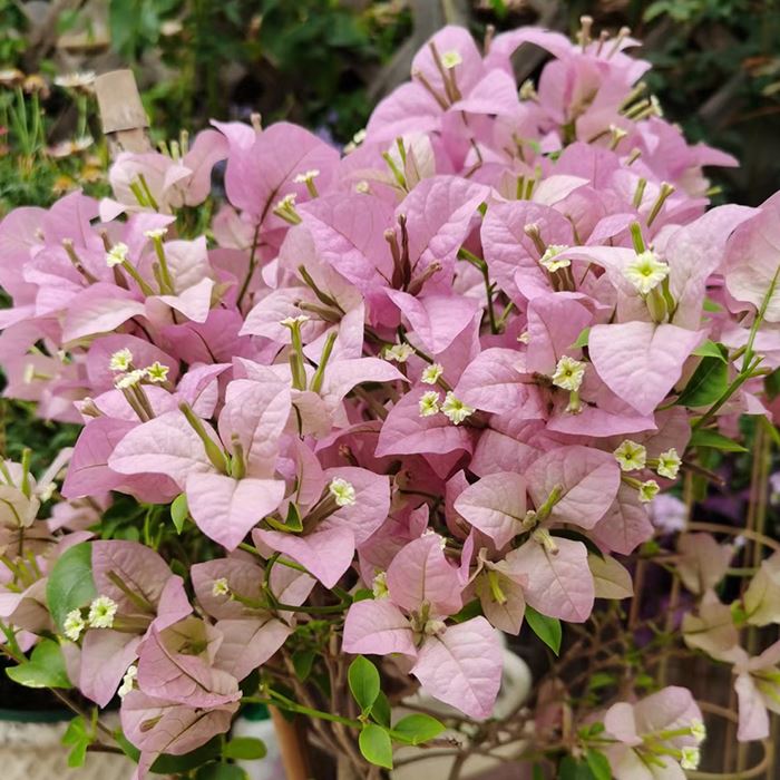 Bougainvillea 'Cypheri'