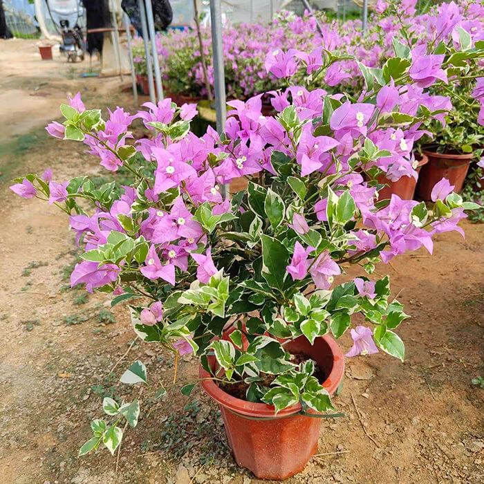 Bougainvillea 'Mrs Eva Variegata Purple'