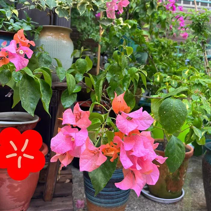 Bougainvillea Ponyo