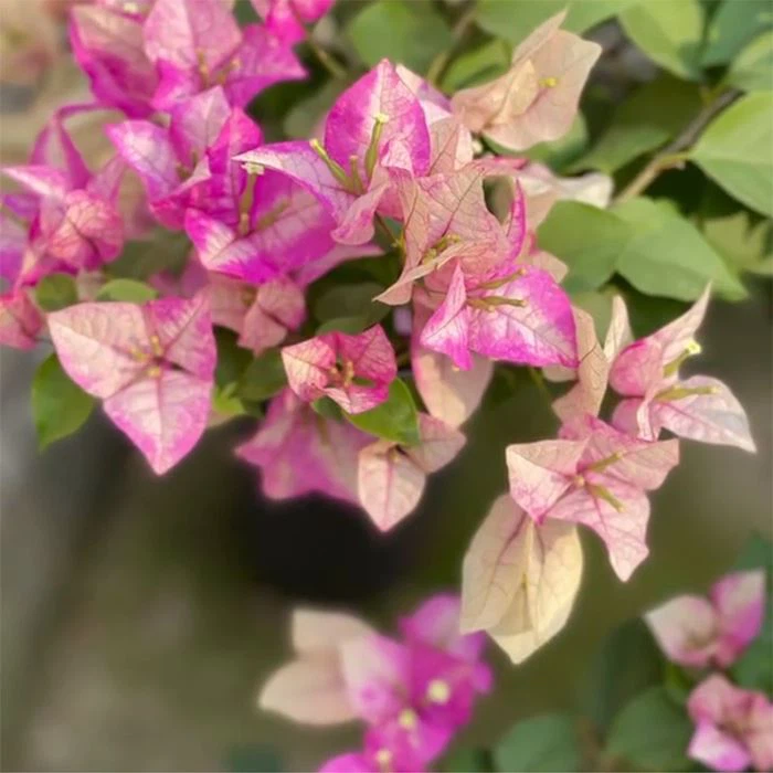 Bougainvillea Wajide Ali Shah