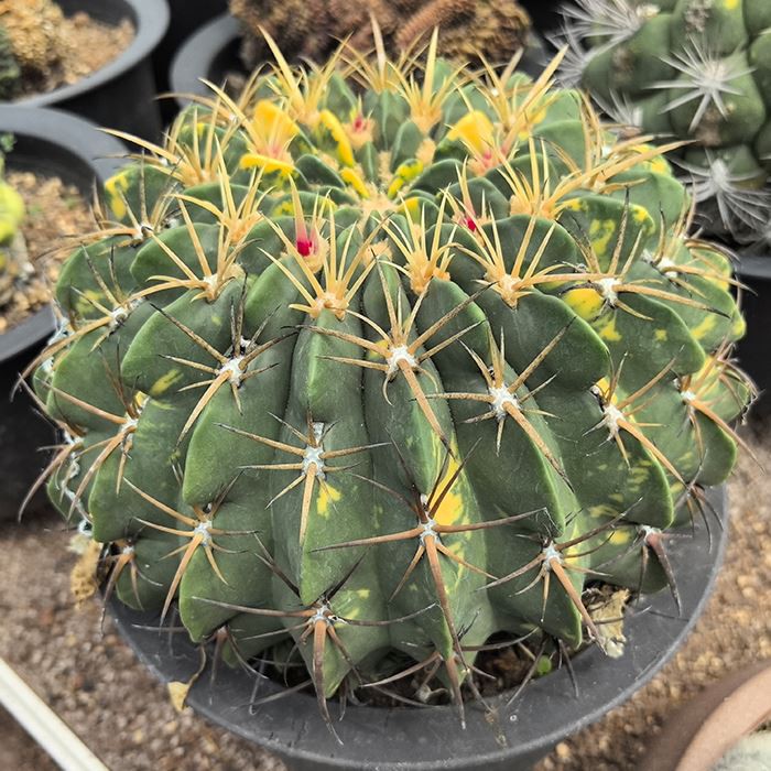 Ferocactus Macrodiscus Variegated