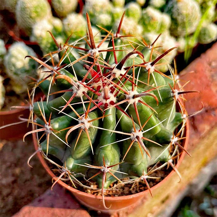 Ferocactus Peninsulae