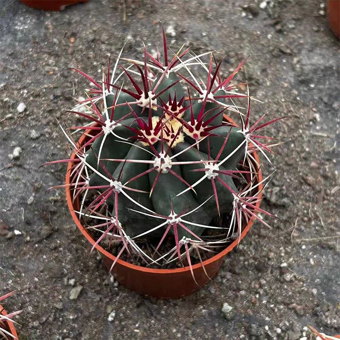 Fire Barrel Cactus