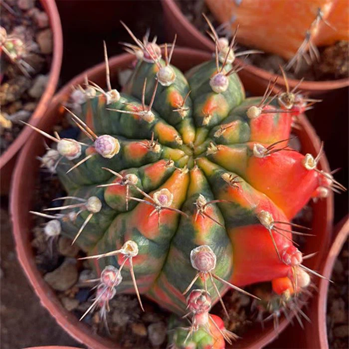 gymnocalycium mihanovichii variegata