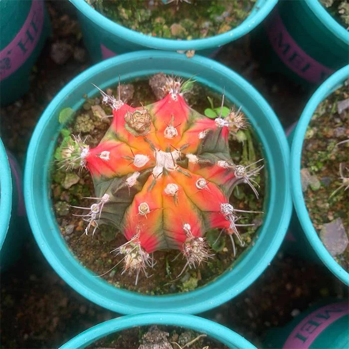 Gymnocalycium Mihanovichii Butterfly