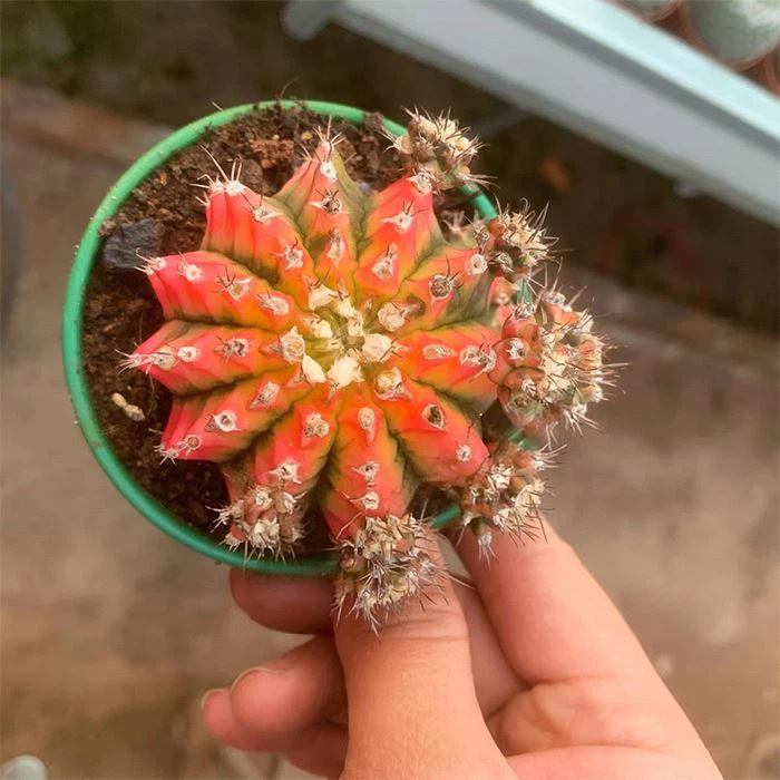 gymnocalycium variegata