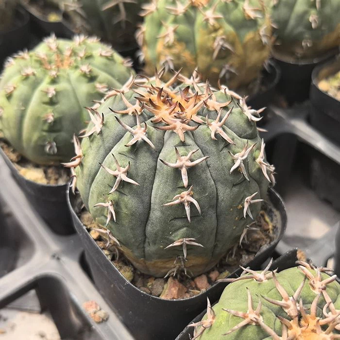 Gymnocalycium Spegazzinii Var.unguispinum