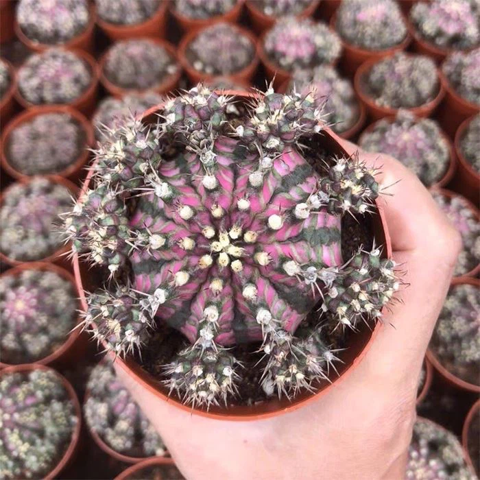 gymnocalycium t rex