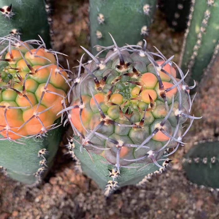 China Gymnocalycium Vatteri Variegated Price - Wholesale