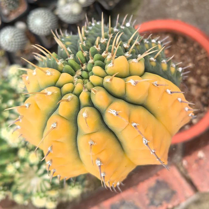 Gymnocalycium Vatteri Variegated