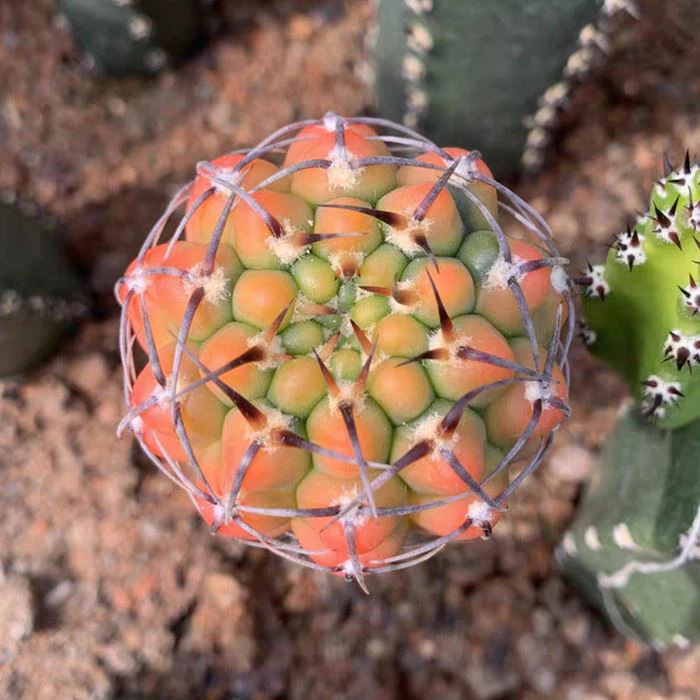 Gymnocalycium ochoterenae
