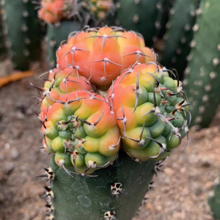 Gymnocalycium Vatteri