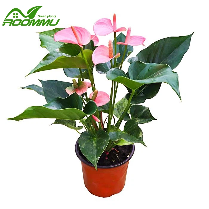 Anthurium Flamingo Pink