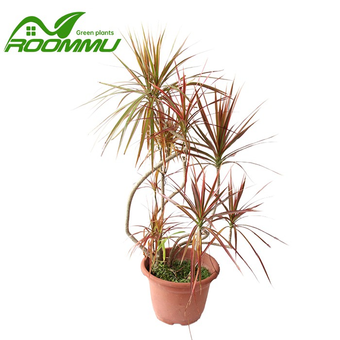 Dracaena Bicolor Braided Plant