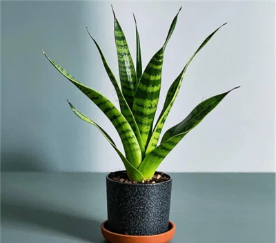 How to Repot and Divide Sansevieria