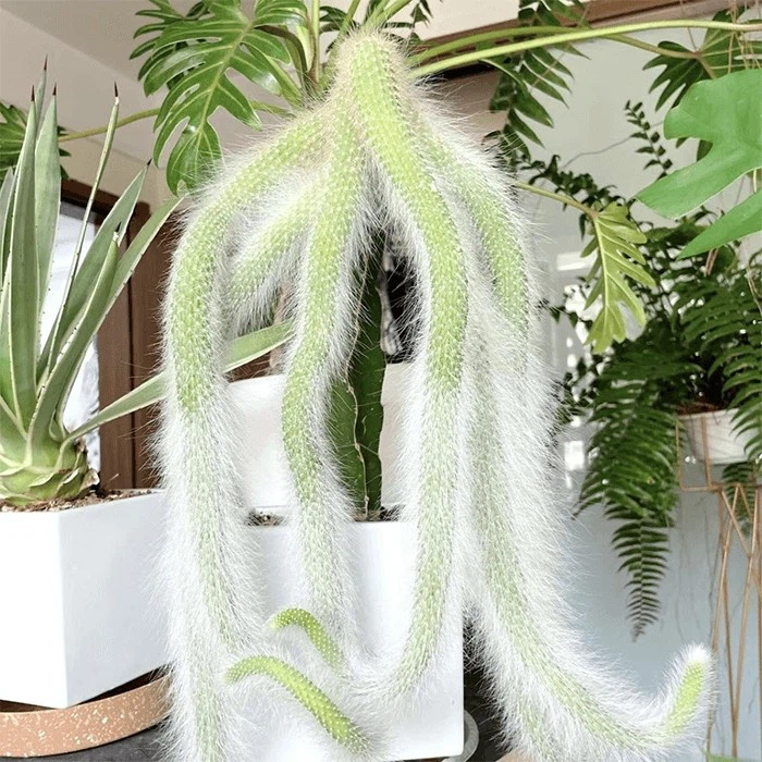 colademononis