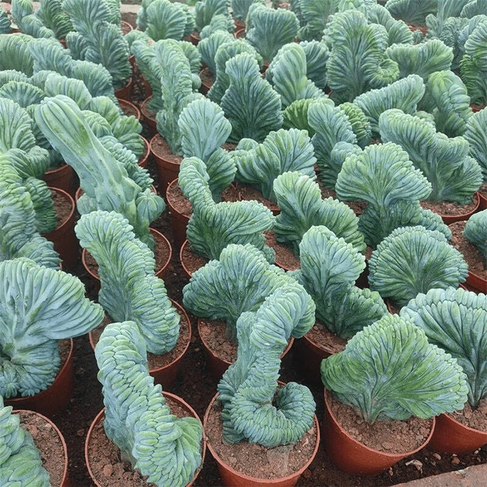 myrtillocactus cristata
