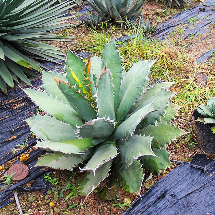 China Agave Titanota White Ice Price - Buy & Wholesale Bulk Agave Titanota  White Ice