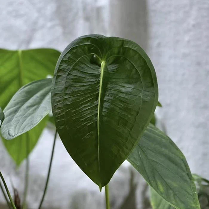 Anthurium Peltigerum