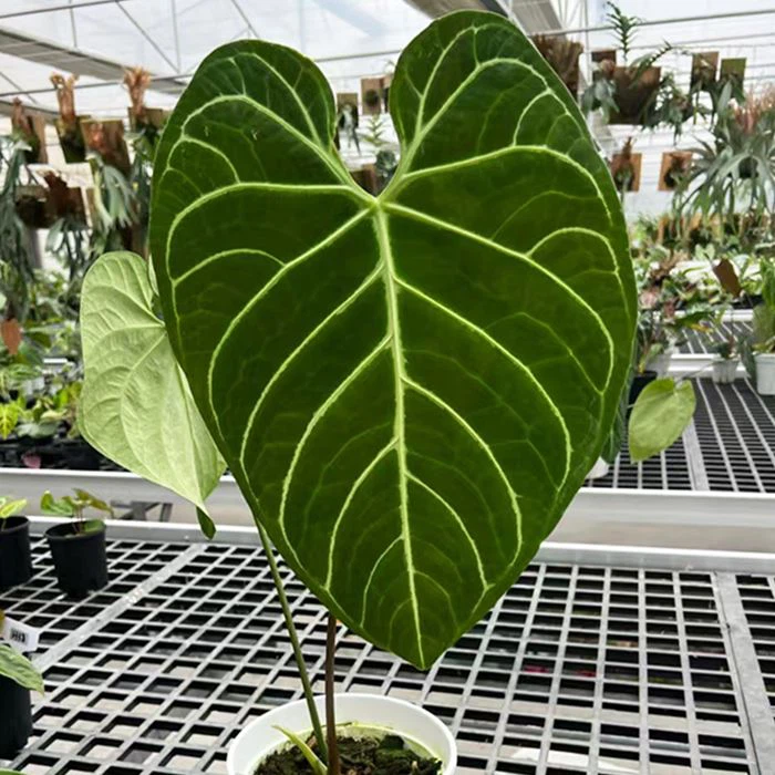 Anthurium Regale Plant