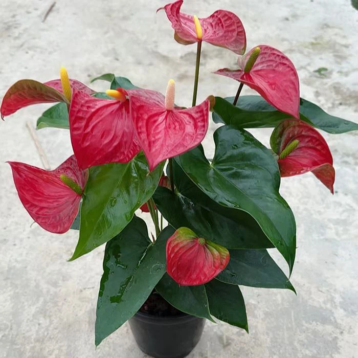 Anthurium Royal Red Champion