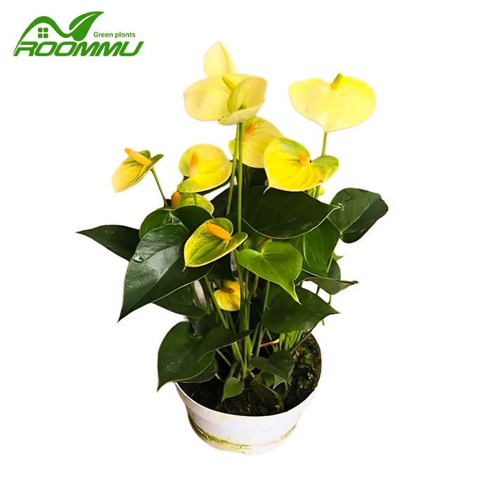 Anthurium Vanilla