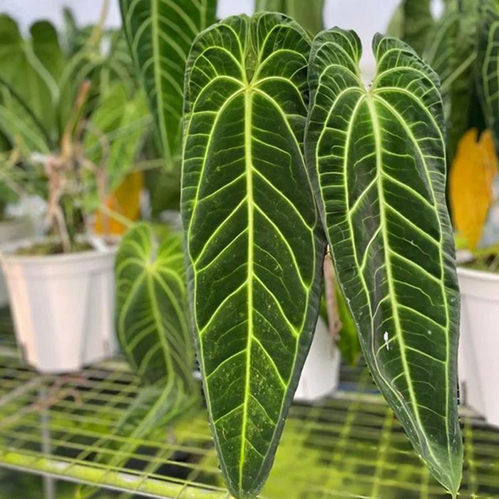 Anthurium Warocqunanum