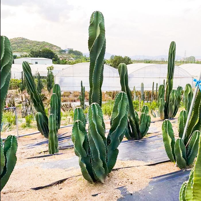 Cereus Repandus Peruvian Apple Cactus