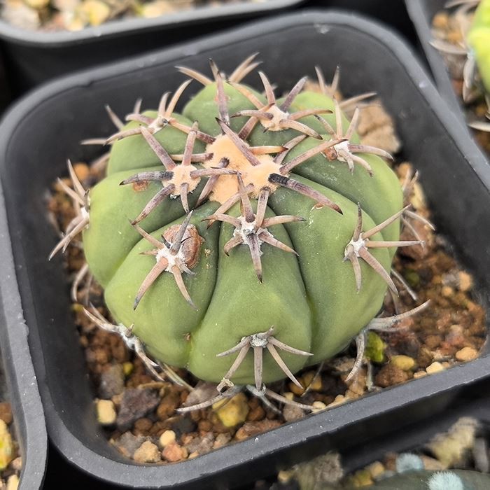 Echinocactus Horizonthalonius Cactus