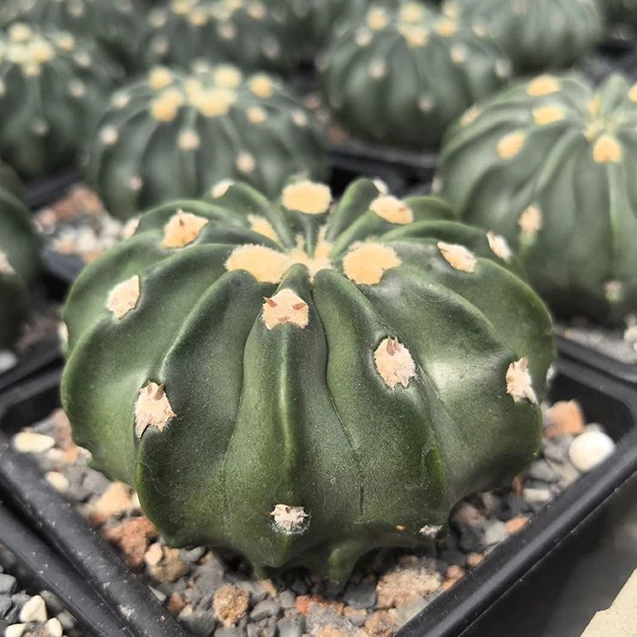 Echinocactus Texensis Cv. Togenasi Ayanami