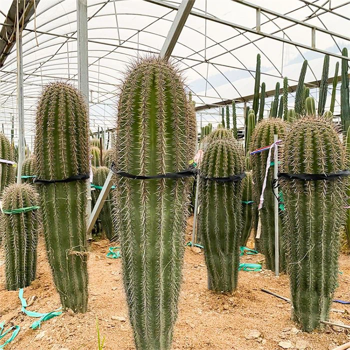 Large Saguaro Cactus