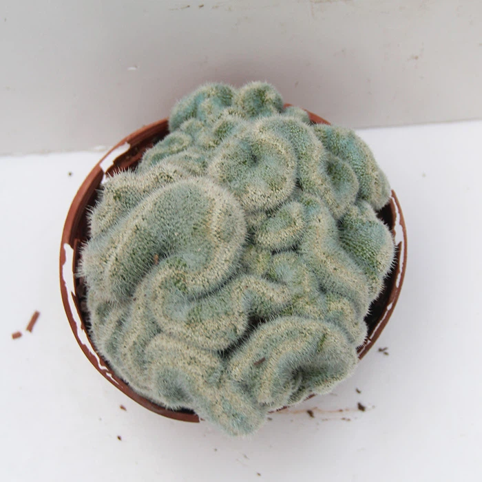 Mammillaria Albilanata Cristata