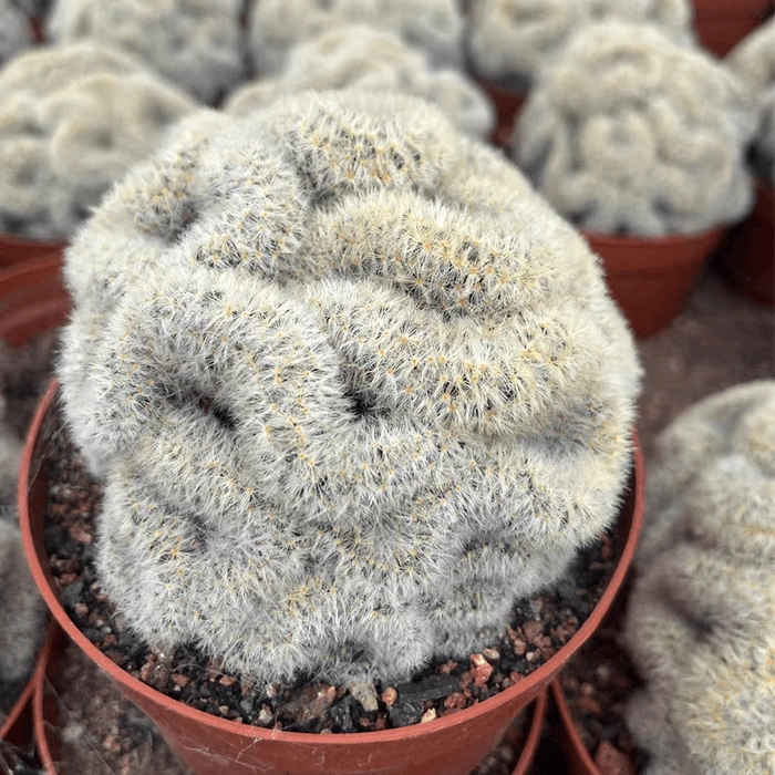 Mammillaria Carmenae Cristata