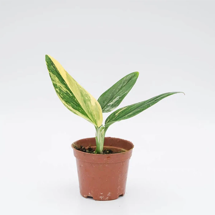 Monstera Standleyana Variegated