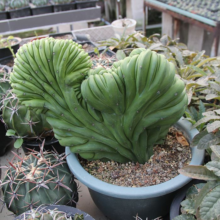 Myrtillocactus Geometrizans F Cristata