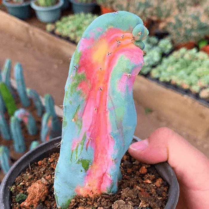 Myrtillocactus Geometrizans Pink Variegated