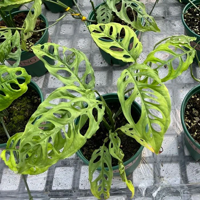 Obliqua Monstera