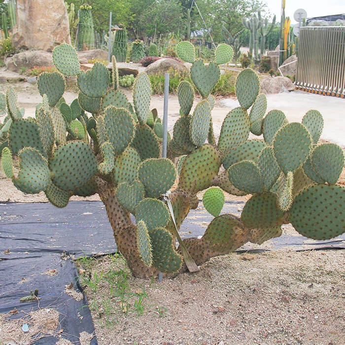 Opuntia Chlorotica