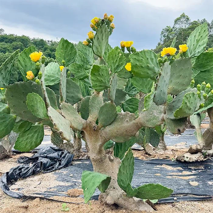 Opuntia Gomei 'Old Mexico'