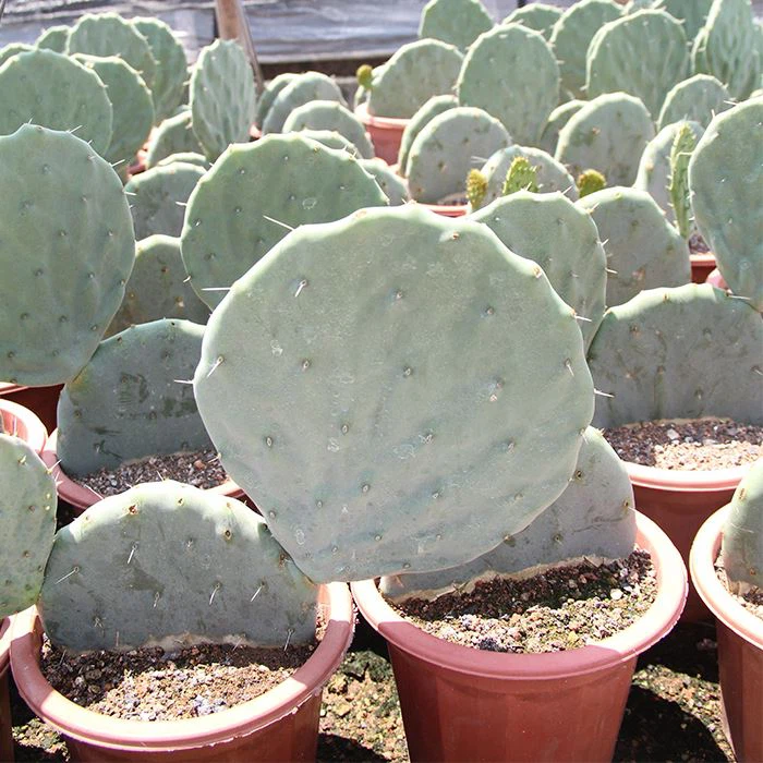 Opuntia Robusta Cactus