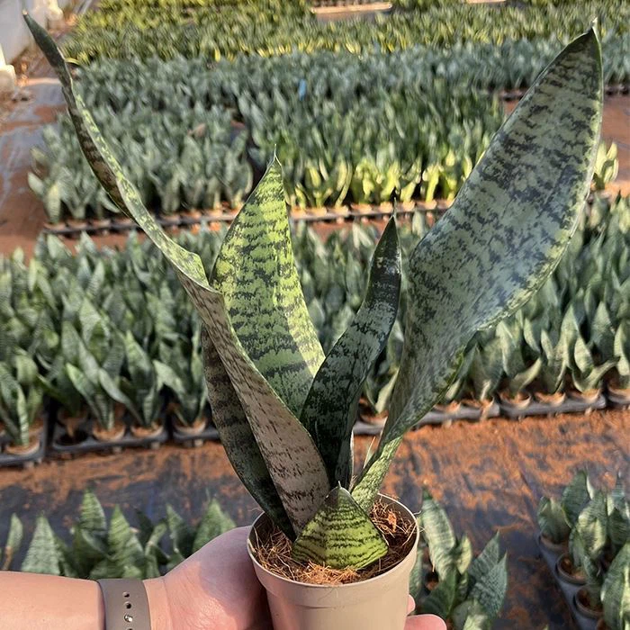 Robusta Snake Plant