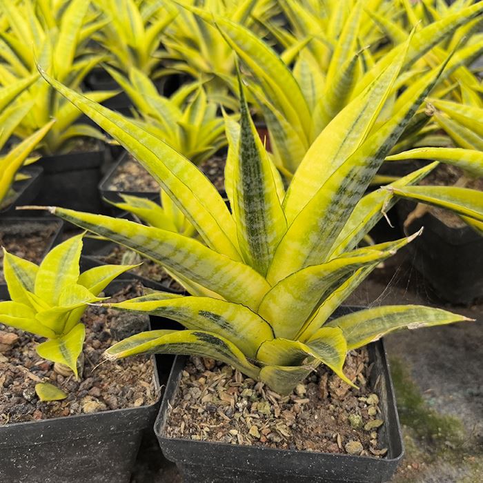 Sansevieria Cordova Variegated