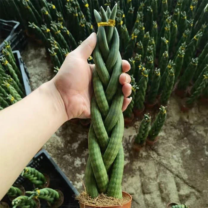 Sansevieria Cylindrica Braided