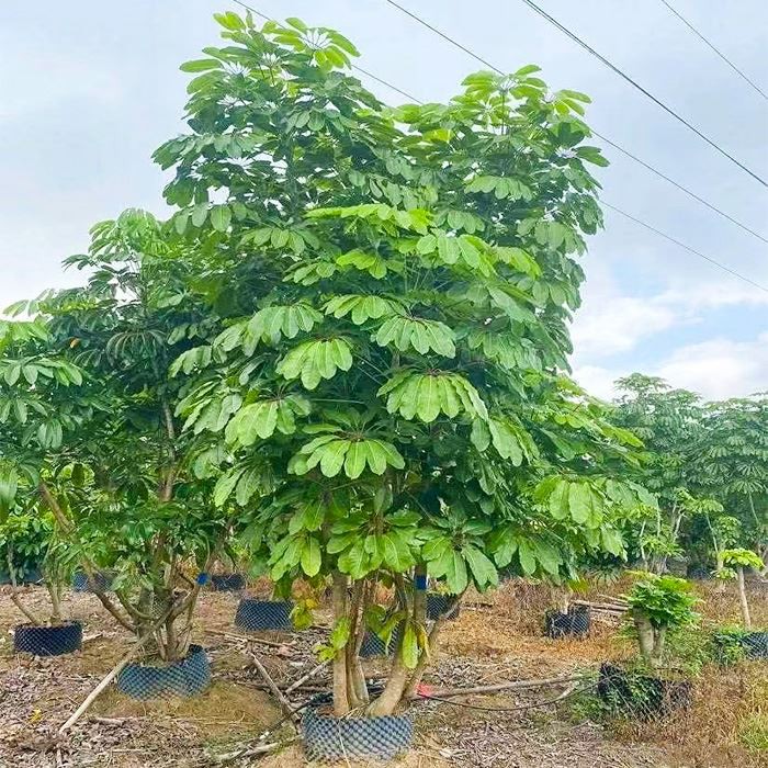 Schefflera Actinophylla Tree